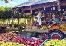 Top Organic Farms Near Philadelphia Worth Visiting and Their Unique Stories