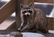 Raccoons in Philadelphia