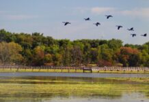 An Oasis Amid the Asphalt: How the Relic Tinicum Marsh Became America’s First Urban National Wildlife Refuge