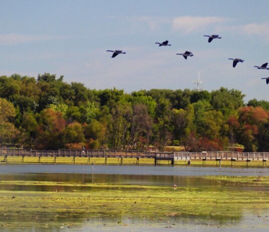 An Oasis Amid the Asphalt: How the Relic Tinicum Marsh Became America’s First Urban National Wildlife Refuge