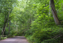 Beneath the Canopy of Giants: Why Preserving Urban Forests Became Philadelphia’s Ultimate Ecological Shield