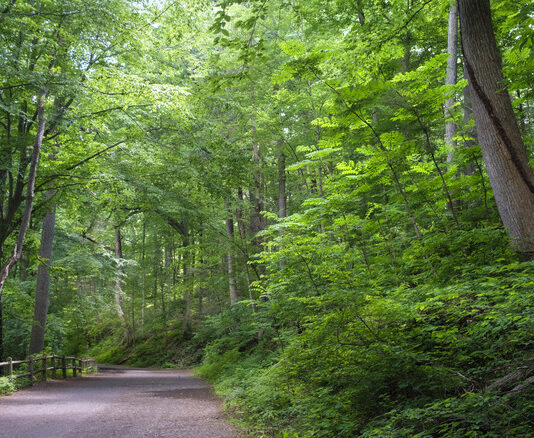 Beneath the Canopy of Giants: Why Preserving Urban Forests Became Philadelphia’s Ultimate Ecological Shield